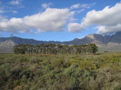 Eucalyptus trees